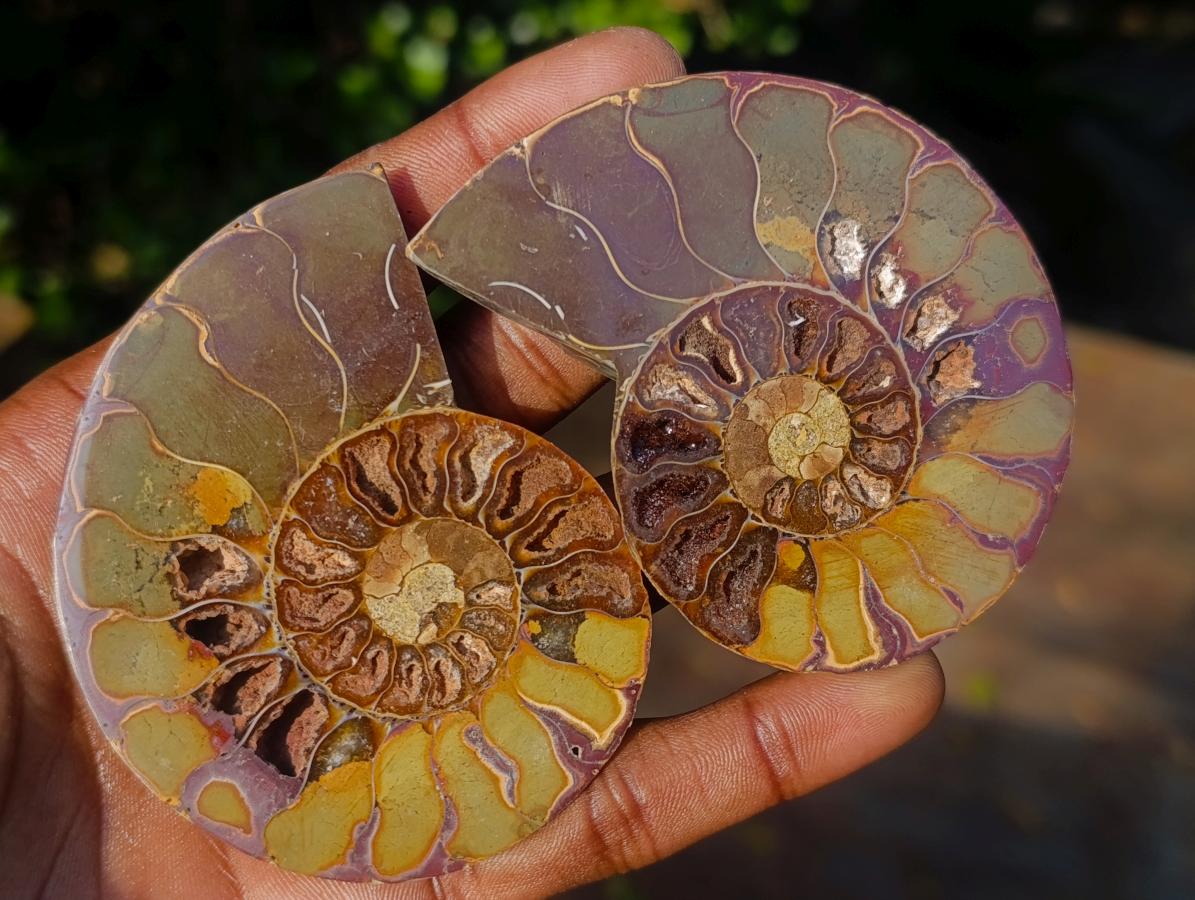 Polished Red Ammolite Cleoniceras Opalized Ammonite Fossil Pairs x 6 From Tulear, Madagascar - Toprock Gemstones and Minerals 