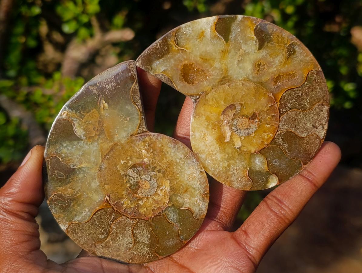 Polished Red Ammolite Cleoniceras Opalized Ammonite Fossil Pairs x 6 From Tulear, Madagascar - Toprock Gemstones and Minerals 