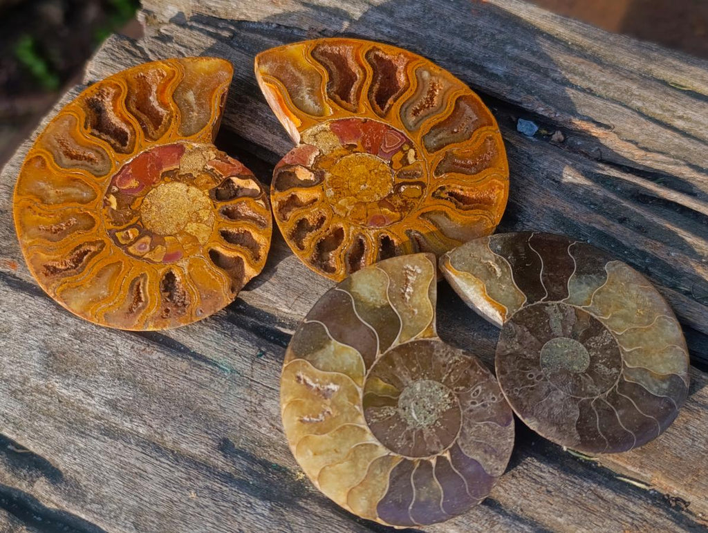Polished Red Ammolite Cleoniceras Opalized Ammonite Fossil Pairs x 6 From Tulear, Madagascar - Toprock Gemstones and Minerals 