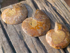 Polished Red Ammolite Cleoniceras Opalized Ammonite Fossil Pairs x 6 From Tulear, Madagascar - Toprock Gemstones and Minerals 