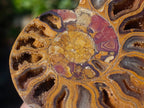 Polished Red Ammolite Cleoniceras Opalized Ammonite Fossil Pairs x 6 From Tulear, Madagascar - Toprock Gemstones and Minerals 