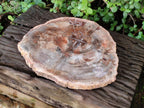 Polished Large Red Podocarpus Petrified Wood Slice x 1 From Marovoay, Madagascar - Toprock Gemstones and Minerals 