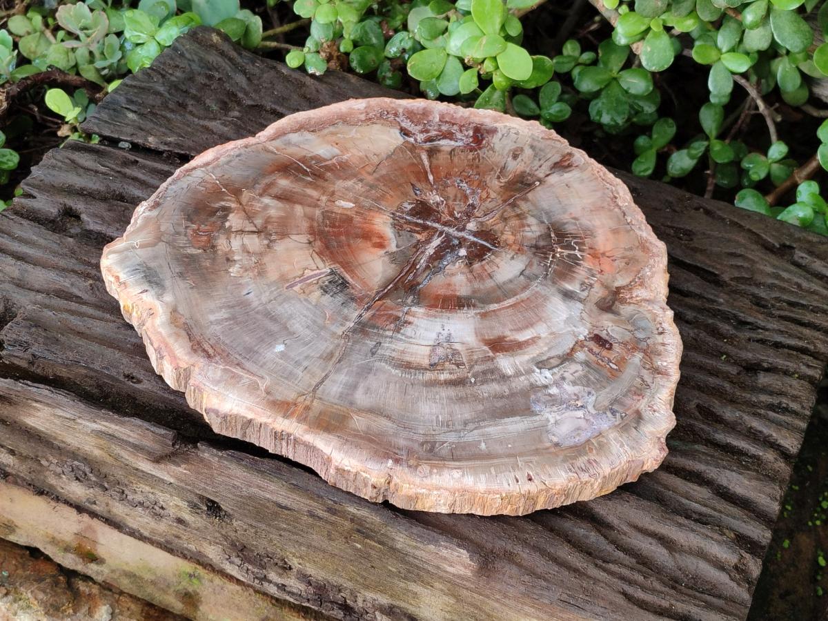 Polished Large Red Podocarpus Petrified Wood Slice x 1 From Marovoay, Madagascar - Toprock Gemstones and Minerals 