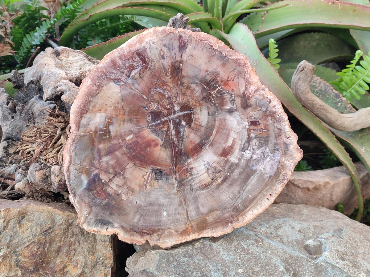Polished Large Red Podocarpus Petrified Wood Slice x 1 From Marovoay, Madagascar - Toprock Gemstones and Minerals 