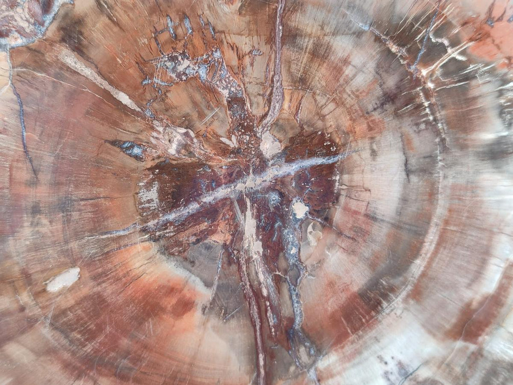 Polished Large Red Podocarpus Petrified Wood Slice x 1 From Marovoay, Madagascar - Toprock Gemstones and Minerals 