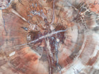 Polished Large Red Podocarpus Petrified Wood Slice x 1 From Marovoay, Madagascar - Toprock Gemstones and Minerals 
