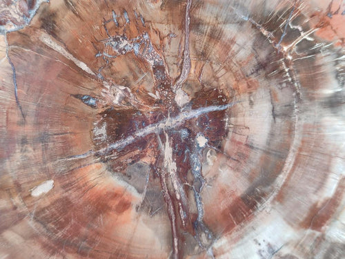 Polished Large Red Podocarpus Petrified Wood Slice x 1 From Marovoay, Madagascar - Toprock Gemstones and Minerals 