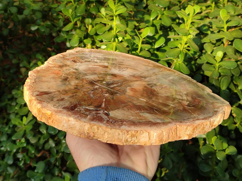 Polished Large Red Podocarpus Petrified Wood Slice x 1 From Marovoay, Madagascar - Toprock Gemstones and Minerals 