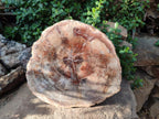 Polished Large Red Podocarpus Petrified Wood Slice x 1 From Marovoay, Madagascar - Toprock Gemstones and Minerals 