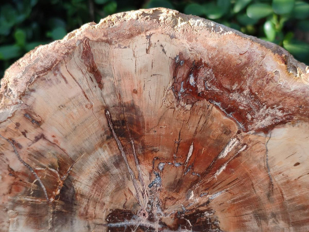 Polished Large Red Podocarpus Petrified Wood Slice x 1 From Marovoay, Madagascar - Toprock Gemstones and Minerals 