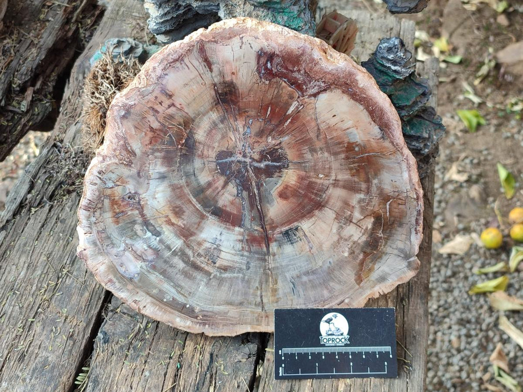 Polished Large Red Podocarpus Petrified Wood Slice x 1 From Marovoay, Madagascar - Toprock Gemstones and Minerals 