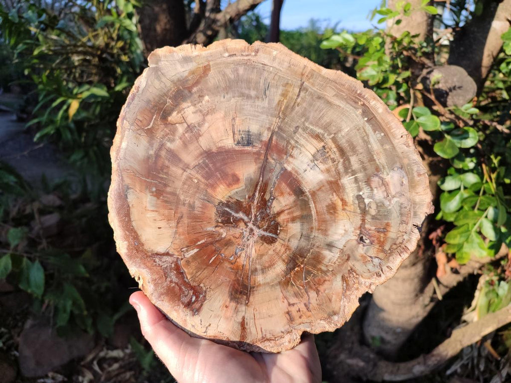 Polished Large Red Podocarpus Petrified Wood Slice x 1 From Marovoay, Madagascar - Toprock Gemstones and Minerals 
