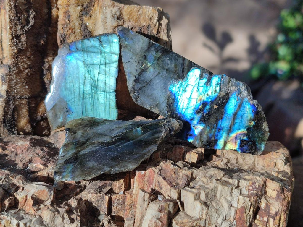 Polished One Side Labradorite Slices x 70 From Madagascar - Toprock Gemstones and Minerals 