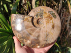 Polished Large Red Ammolite Cleoniceras Opalized Ammonite Fossil x 1 From Tulear, Madagascar - Toprock Gemstones and Minerals 
