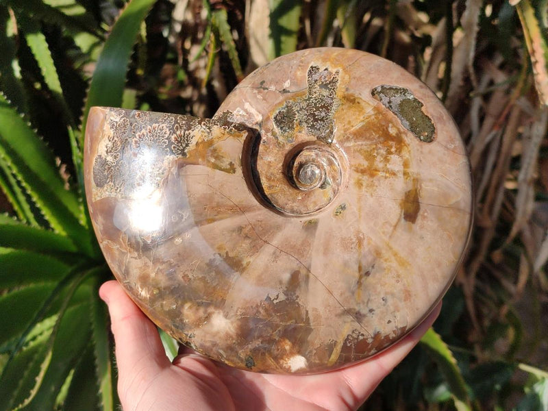 Polished Large Red Ammolite Cleoniceras Opalized Ammonite Fossil x 1 From Tulear, Madagascar - Toprock Gemstones and Minerals 
