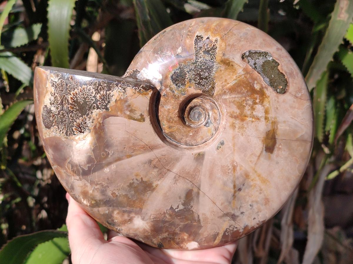 Polished Large Red Ammolite Cleoniceras Opalized Ammonite Fossil x 1 From Tulear, Madagascar - Toprock Gemstones and Minerals 