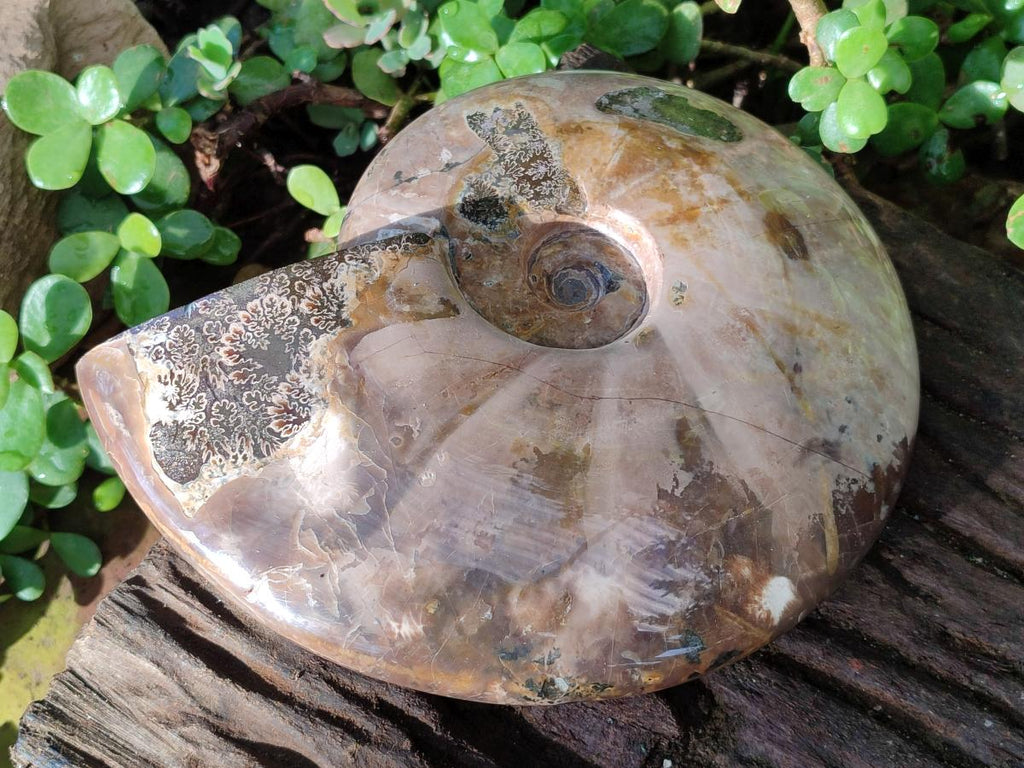 Polished Large Red Ammolite Cleoniceras Opalized Ammonite Fossil x 1 From Tulear, Madagascar - Toprock Gemstones and Minerals 