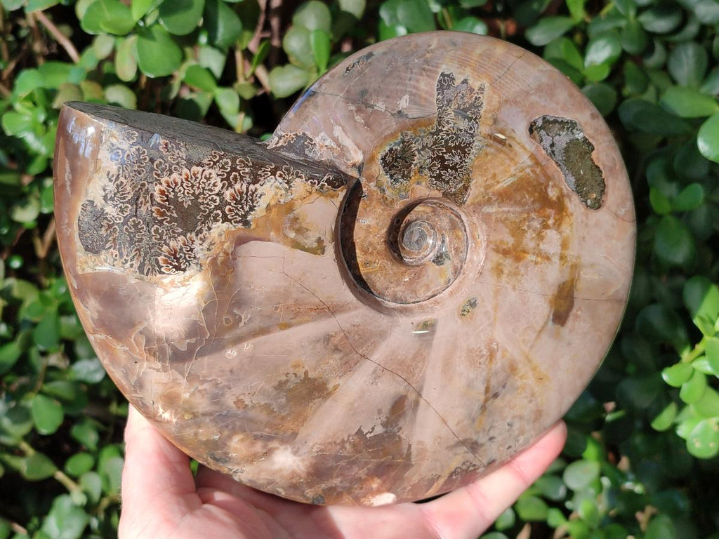 Polished Large Red Ammolite Cleoniceras Opalized Ammonite Fossil x 1 From Tulear, Madagascar - Toprock Gemstones and Minerals 