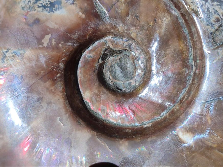 Polished Large Red Ammolite Cleoniceras Opalized Ammonite Fossil x 1 From Tulear, Madagascar - Toprock Gemstones and Minerals 