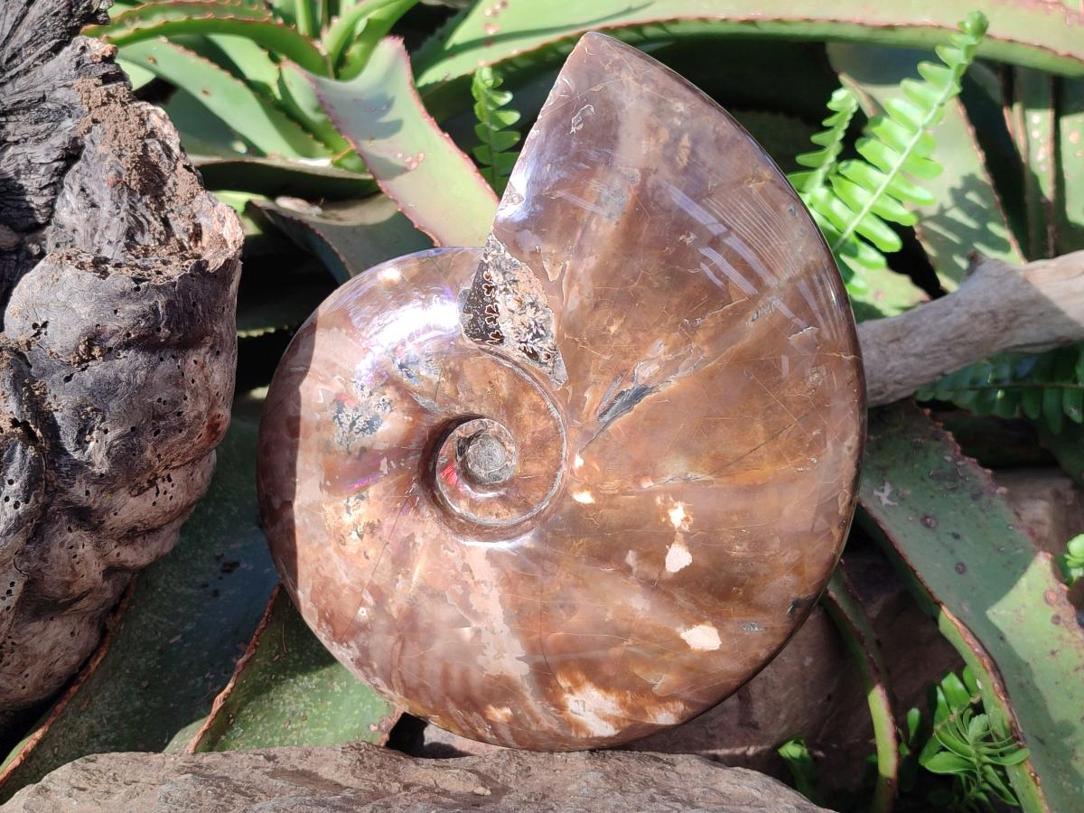 Polished Large Red Ammolite Cleoniceras Opalized Ammonite Fossil x 1 From Tulear, Madagascar - Toprock Gemstones and Minerals 