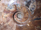 Polished Large Red Ammolite Cleoniceras Opalized Ammonite Fossil x 1 From Tulear, Madagascar - Toprock Gemstones and Minerals 