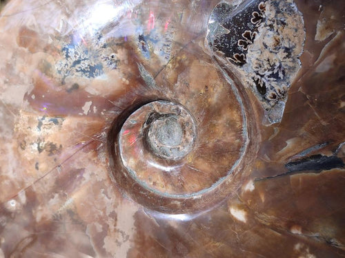 Polished Large Red Ammolite Cleoniceras Opalized Ammonite Fossil x 1 From Tulear, Madagascar - Toprock Gemstones and Minerals 
