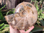Polished Large Red Ammolite Cleoniceras Opalized Ammonite Fossil x 1 From Tulear, Madagascar - Toprock Gemstones and Minerals 