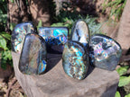 Polished Labradorite Standing Display Pieces x 6 From Madagascar - Toprock Gemstones and Minerals 
