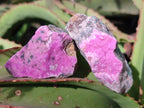 Natural Drusy Salrose Cobaltoan Specimens on Dolomite x 24 From Kakanda, Congo - Toprock Gemstones and Minerals 