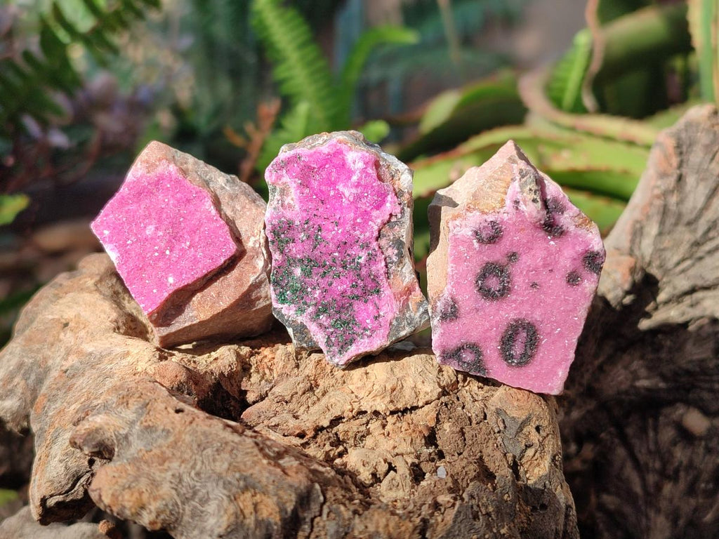 Natural Drusy Salrose Cobaltoan Specimens on Dolomite x 24 From Kakanda, Congo - Toprock Gemstones and Minerals 