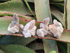 Natural Drusy Fairy Spirit Quartz Crystals x 35 From Boekenhouthoek, South Africa - Toprock Gemstones and Minerals 
