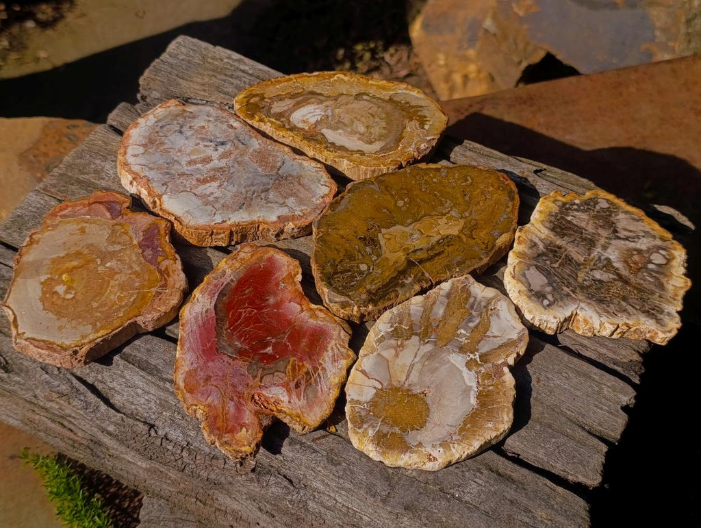 Polished Brown Podocarpus Petrified Wood Slices x 12 From Mahajanga, Madagascar - Toprock Gemstones and Minerals 