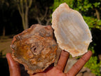 Polished Brown Podocarpus Petrified Wood Slices x 12 From Mahajanga, Madagascar - Toprock Gemstones and Minerals 