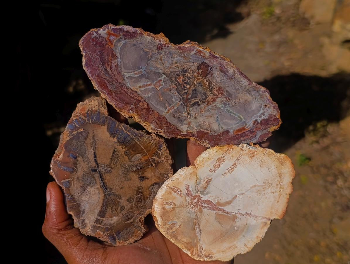 Polished Brown Podocarpus Petrified Wood Slices x 12 From Mahajanga, Madagascar - Toprock Gemstones and Minerals 