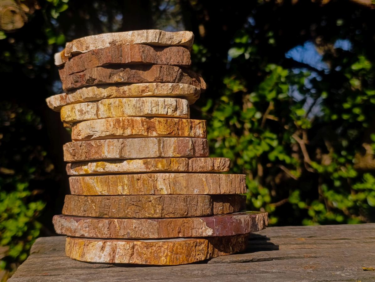 Polished Brown Podocarpus Petrified Wood Slices x 12 From Mahajanga, Madagascar - Toprock Gemstones and Minerals 