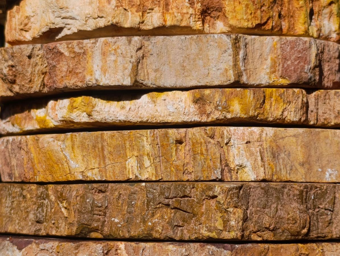 Polished Brown Podocarpus Petrified Wood Slices x 12 From Mahajanga, Madagascar - Toprock Gemstones and Minerals 