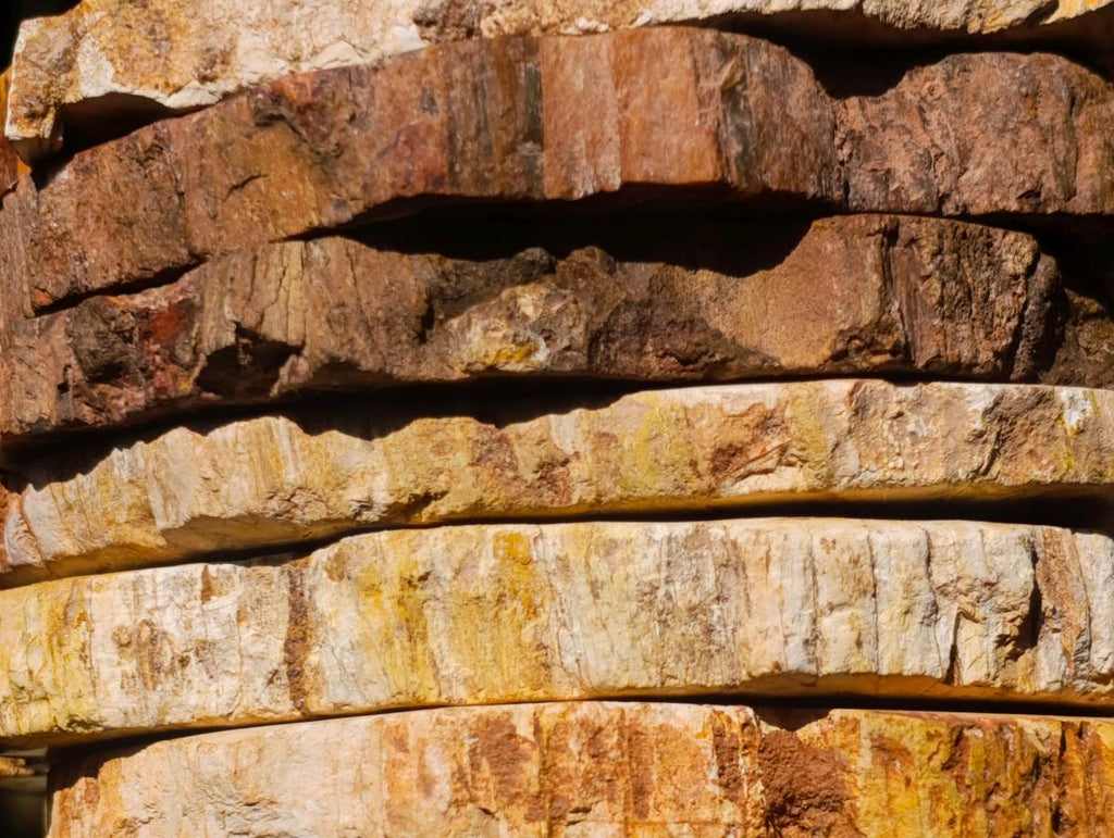 Polished Brown Podocarpus Petrified Wood Slices x 12 From Mahajanga, Madagascar - Toprock Gemstones and Minerals 