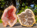 Polished Brown Podocarpus Petrified Wood Slices x 12 From Mahajanga, Madagascar - Toprock Gemstones and Minerals 