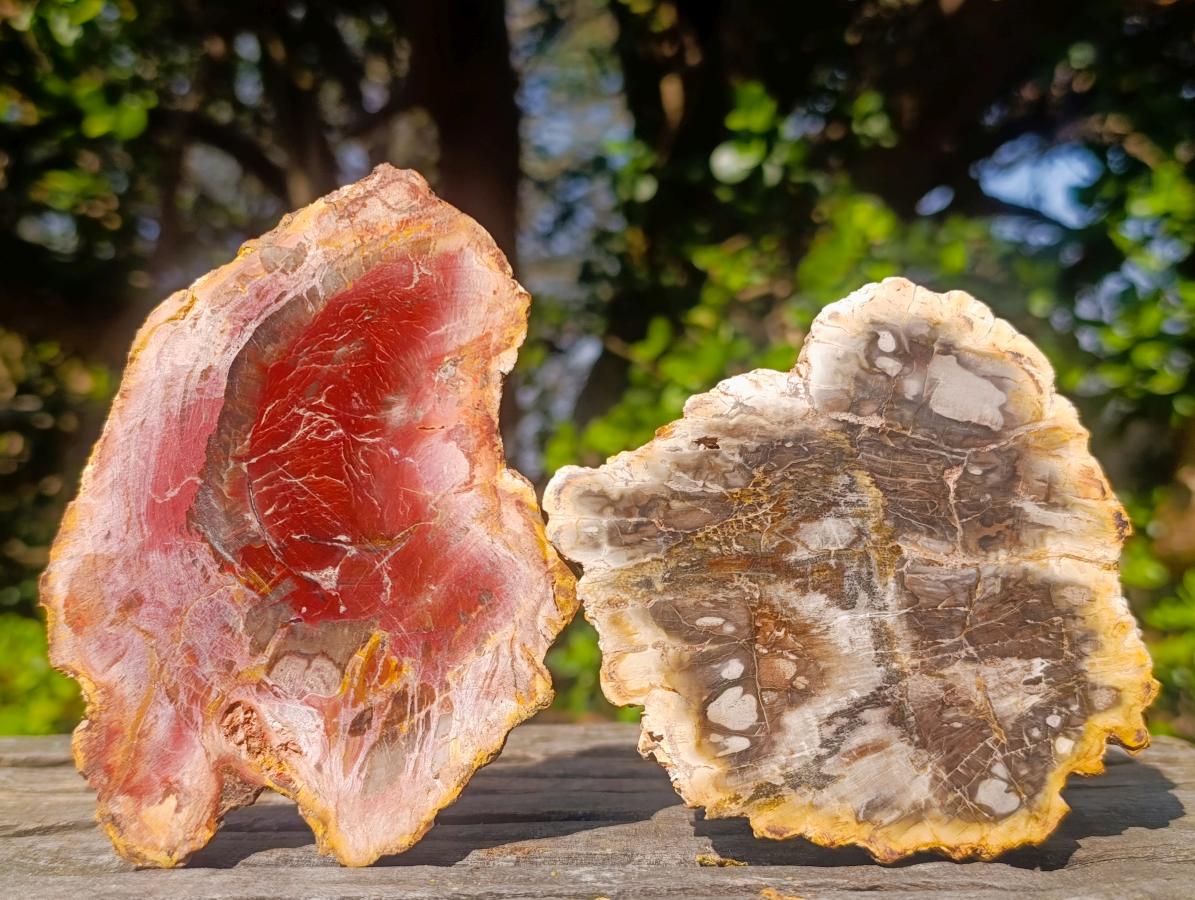 Polished Brown Podocarpus Petrified Wood Slices x 12 From Mahajanga, Madagascar - Toprock Gemstones and Minerals 