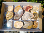 Polished Brown Podocarpus Petrified Wood Slices x 12 From Mahajanga, Madagascar - Toprock Gemstones and Minerals 