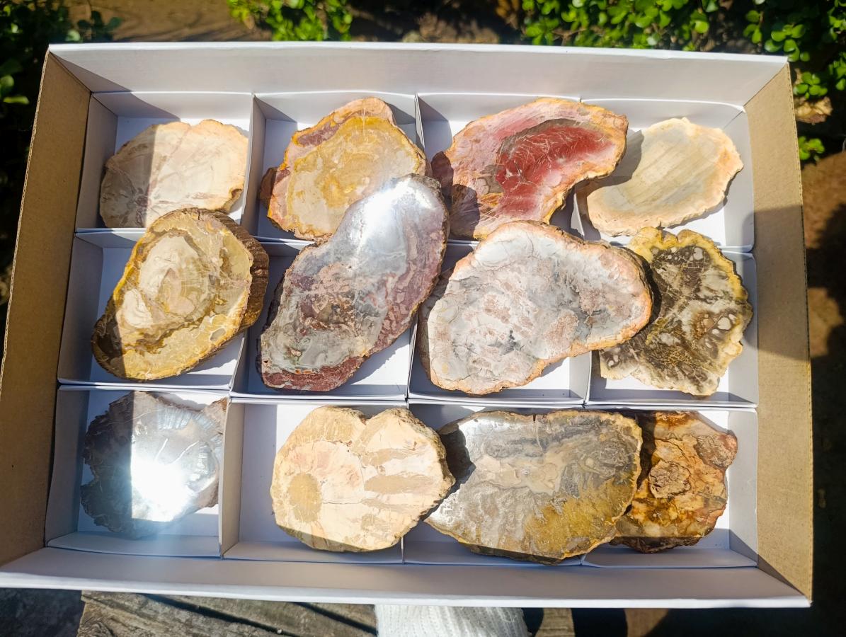 Polished Brown Podocarpus Petrified Wood Slices x 12 From Mahajanga, Madagascar - Toprock Gemstones and Minerals 