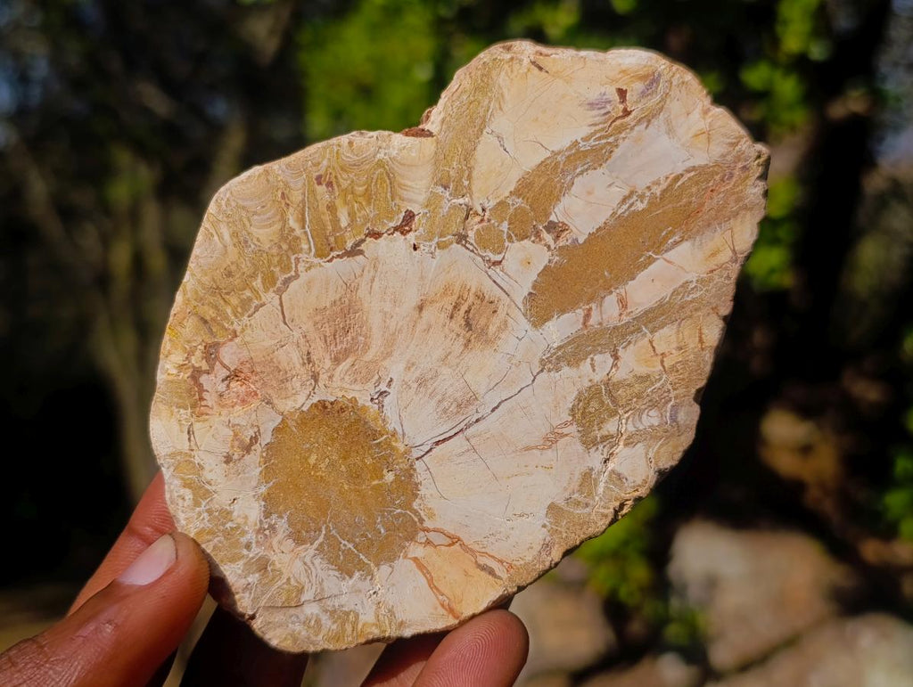 Polished Brown Podocarpus Petrified Wood Slices x 12 From Mahajanga, Madagascar - Toprock Gemstones and Minerals 
