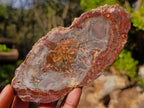 Polished Brown Podocarpus Petrified Wood Slices x 12 From Mahajanga, Madagascar - Toprock Gemstones and Minerals 