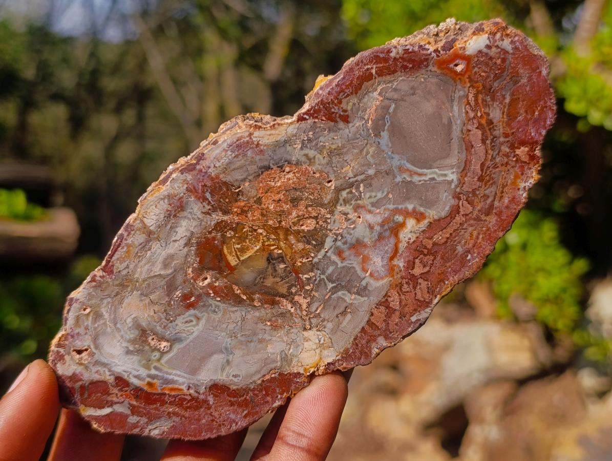 Polished Brown Podocarpus Petrified Wood Slices x 12 From Mahajanga, Madagascar - Toprock Gemstones and Minerals 