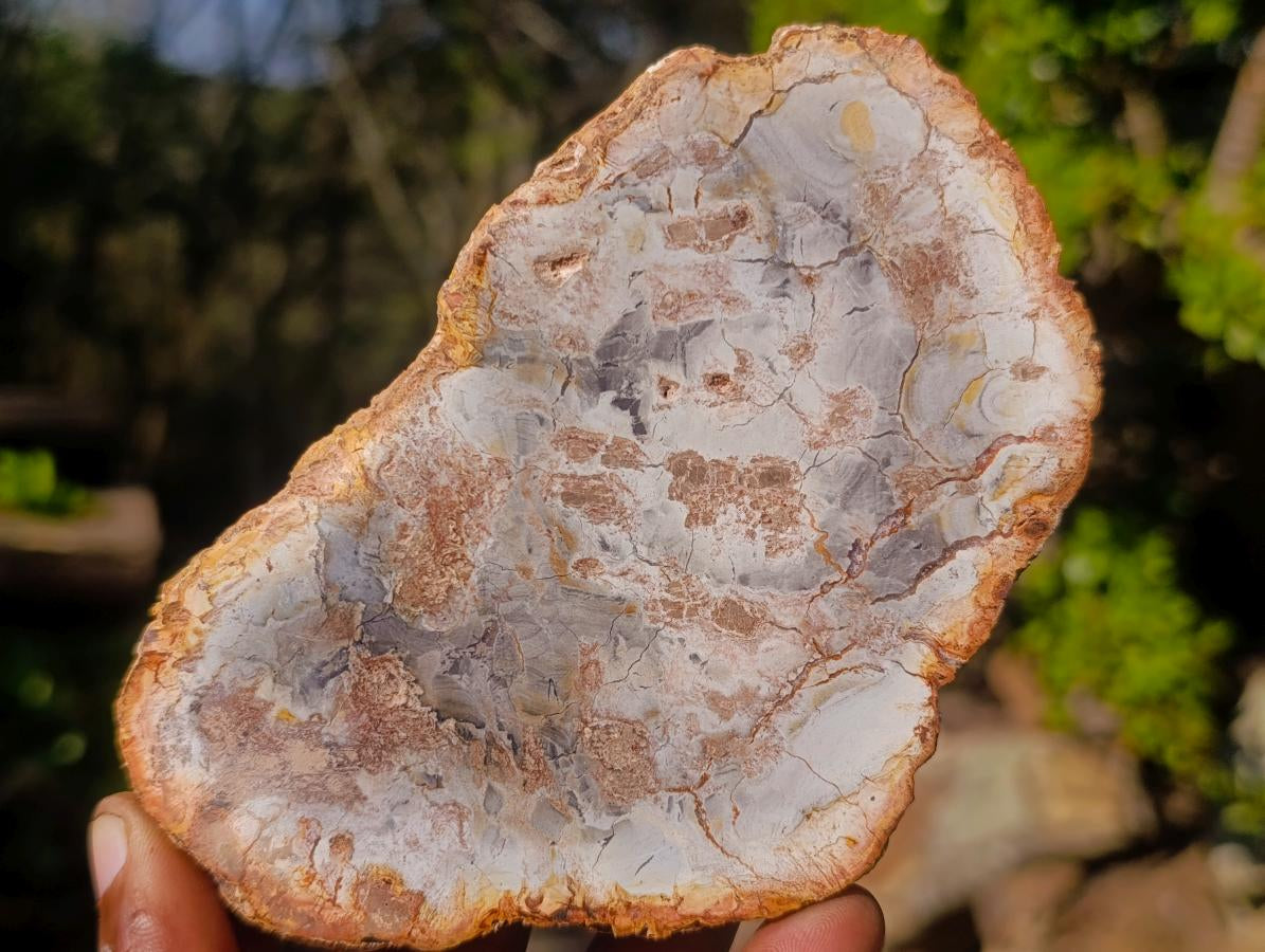 Polished Brown Podocarpus Petrified Wood Slices x 12 From Mahajanga, Madagascar - Toprock Gemstones and Minerals 