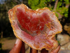 Polished Brown Podocarpus Petrified Wood Slices x 12 From Mahajanga, Madagascar - Toprock Gemstones and Minerals 