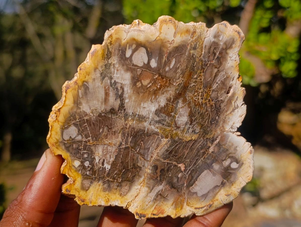 Polished Brown Podocarpus Petrified Wood Slices x 12 From Mahajanga, Madagascar - Toprock Gemstones and Minerals 