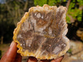 Polished Brown Podocarpus Petrified Wood Slices x 12 From Mahajanga, Madagascar - Toprock Gemstones and Minerals 