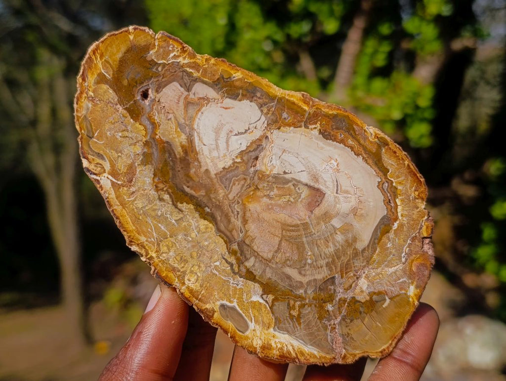 Polished Brown Podocarpus Petrified Wood Slices x 12 From Mahajanga, Madagascar - Toprock Gemstones and Minerals 