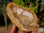 Polished Brown Podocarpus Petrified Wood Slices x 12 From Mahajanga, Madagascar - Toprock Gemstones and Minerals 